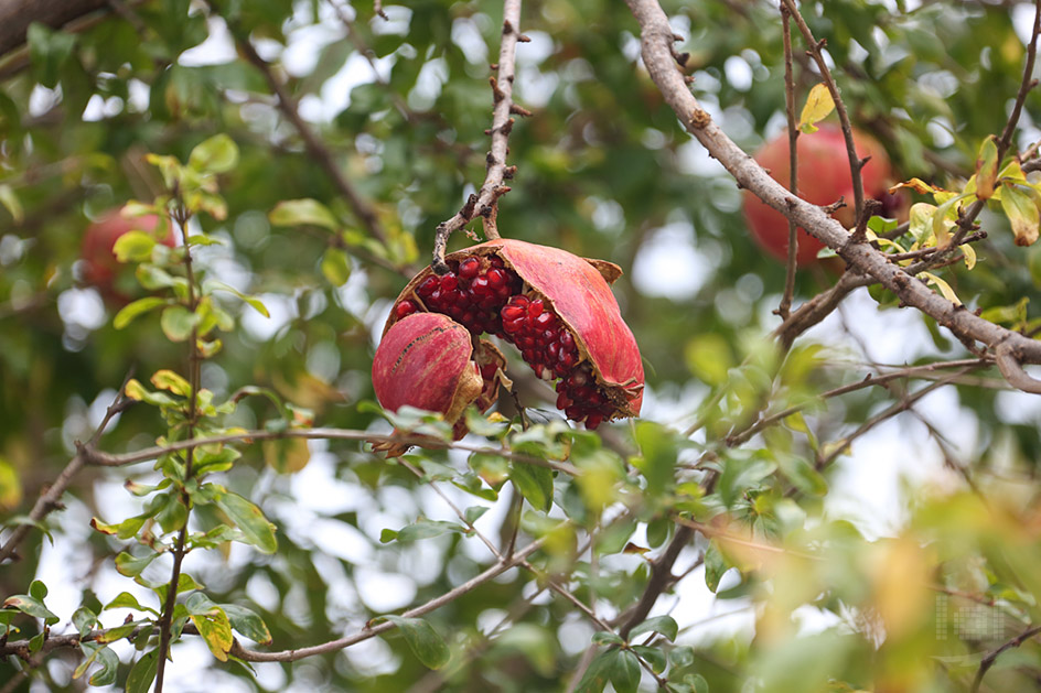 Aufgeplatzter Granatapfel an einem Baum