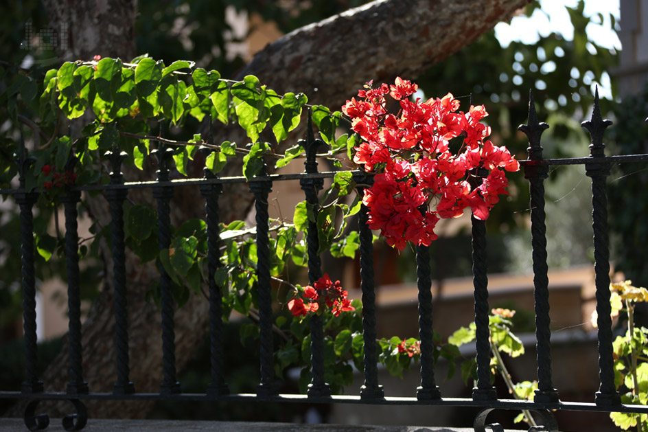 Rotblühende Pflanze an einem schmiedeeisernen Zaun im Sonnenlicht