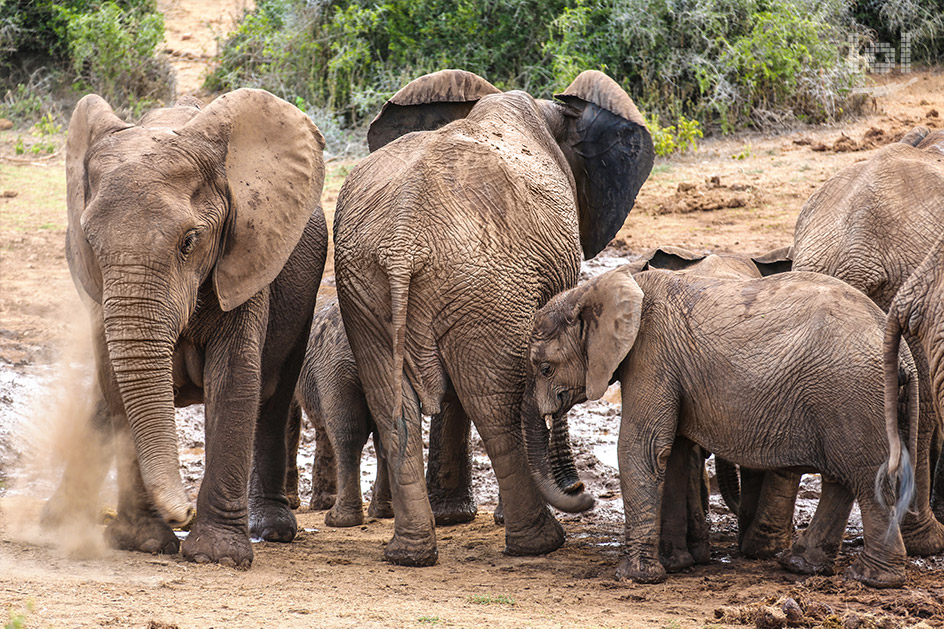 Durstige Elefanten im Addo Nationalpark