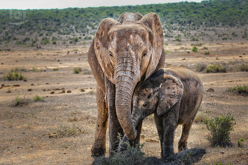 Elefantin mit Jungem im Addo Nationalpark