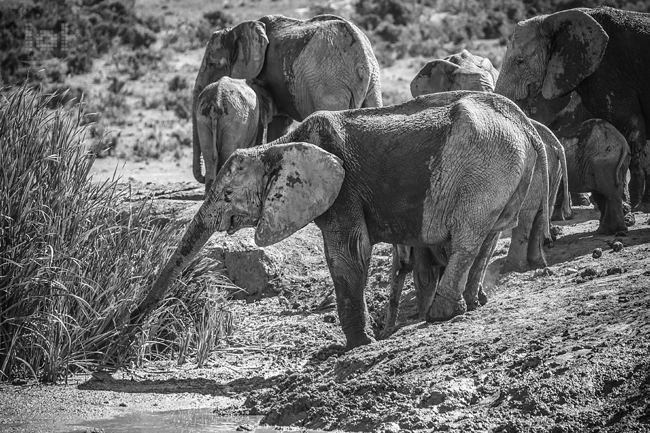 Durstiger Elefant an der ausgetrockneten Wasserstelle