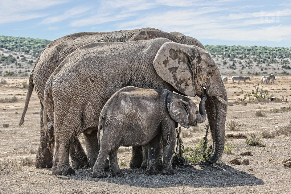 Elefantenfamilie im Addo Nationalpark