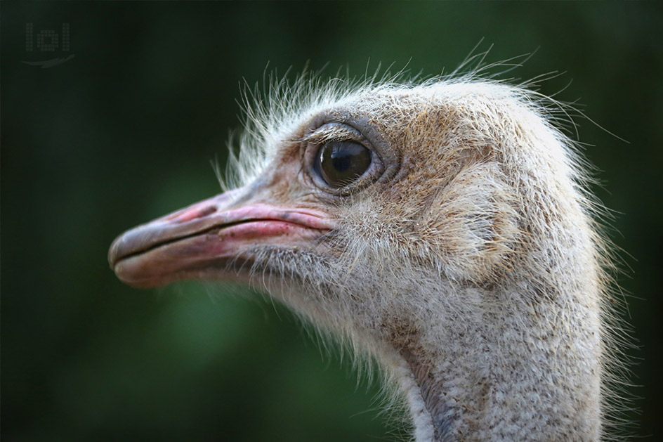 Strauß auf der Safari Ostrich Farm in Oudtshoorn