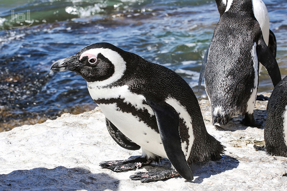 Pinguin am Kap der Guten Hoffnung