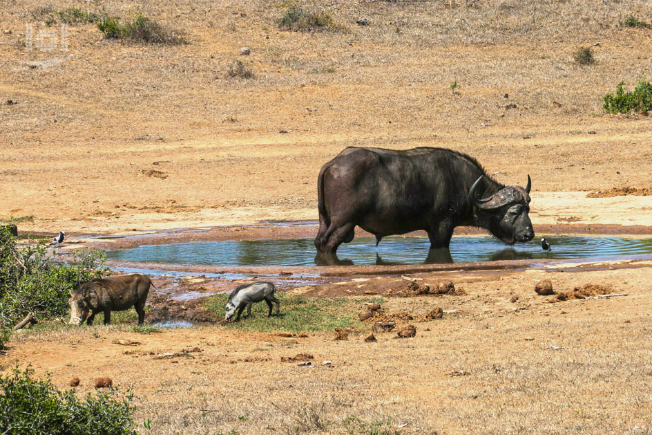 Afrikanischer Büffel, Warzenschweine