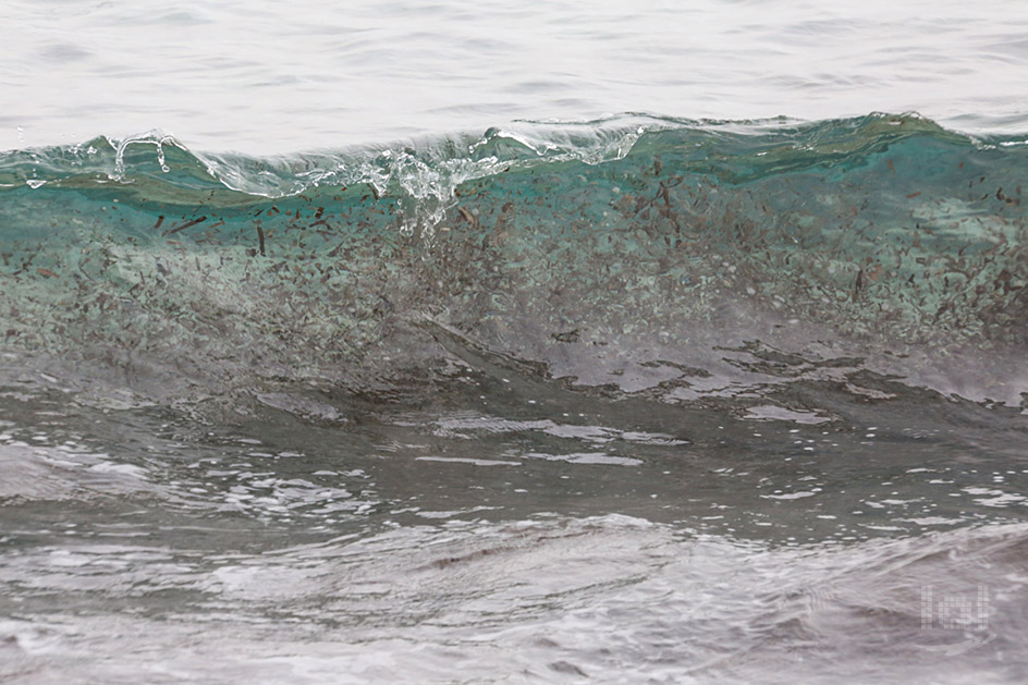 Welle mit Pflanzenresten kurz bevor sie bricht