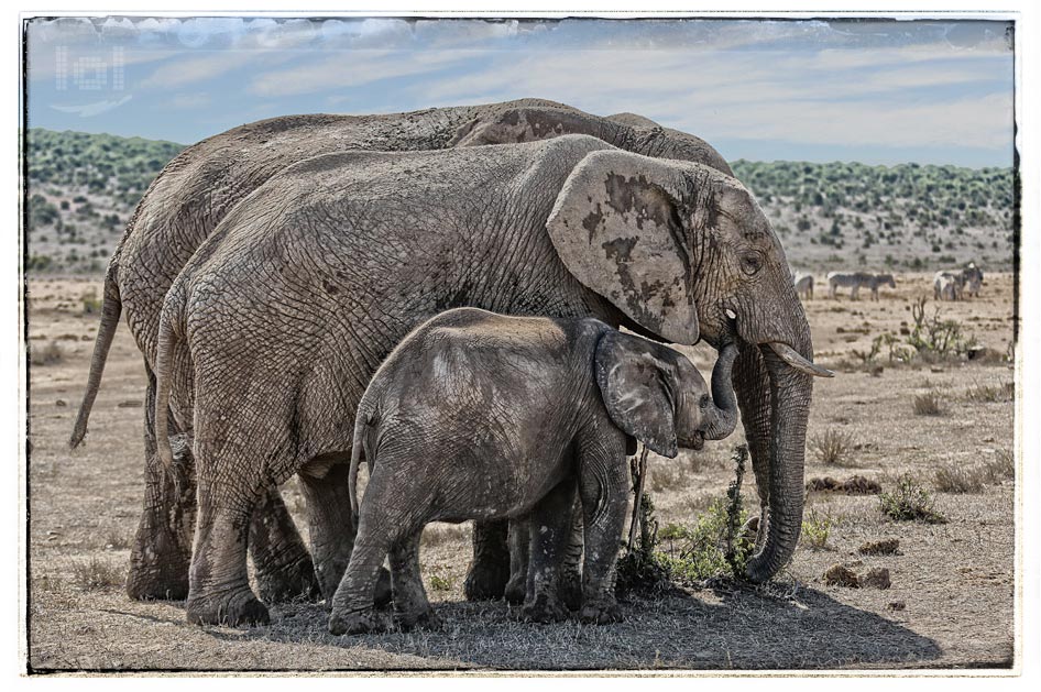 Tierfotografie: Elefantenfamilie im Addo Nationalpark in Südafrika